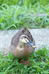 元気よく育った川縁に住むカルガモの幼鳥