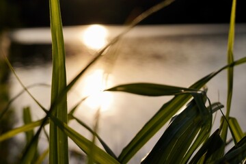 Sonnenreflexion vom See