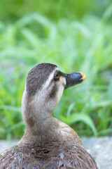 元気よく育った川縁に住むカルガモの幼鳥