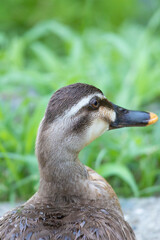 元気よく育った川縁に住むカルガモの幼鳥