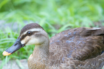 カメラが気になり近づいてくる川縁に住むカルガモの幼鳥