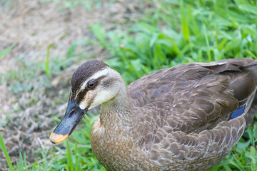 カメラが気になり近づいてくる川縁に住むカルガモの幼鳥