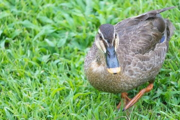 カメラが気になり近づいてくる川縁に住むカルガモの幼鳥