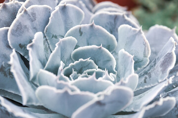 Blue tone cute little succulent lovely wallpaper floral macro