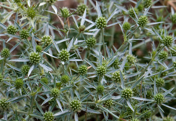A close-up of an Eryngium campestre plant
