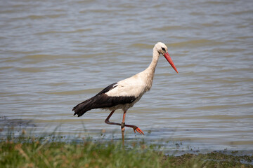 A close-up of a stork on the shore of a lake