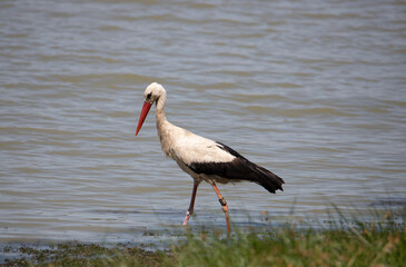 A close-up of a stork on the shore of a lake