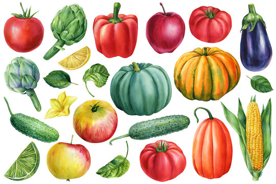 Vegetables set on isolated white background, watercolor illustration, autumn harvest