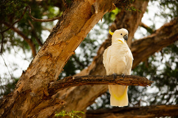 Cockatoo on a tree branch