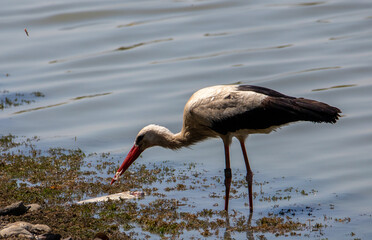 a close-up of a white stork that has caught a fish