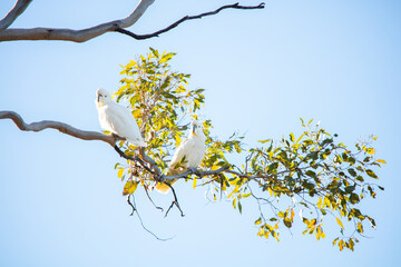 Cockatoo Pair