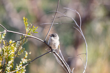 Small Bird on a tree branch