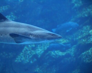 Fototapeta premium 泳いでいるサメ