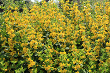 Fototapeta premium yellow loosestrife flowers in the garden