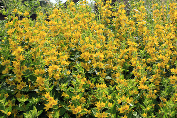 yellow loosestrife flowers in the garden