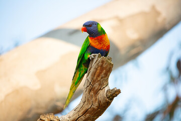 Parrot on a tree branch