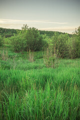 Obraz premium summer landscape in rural areas