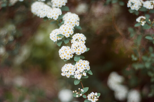 Blooming white flowers. Spirea bush. White bride.