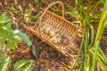 Autumn planting of hyacinth bulbs in a flower bed between hosta and daylily