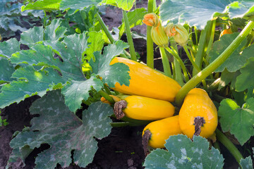 Young yellow squash fruits ripen on squash bushes