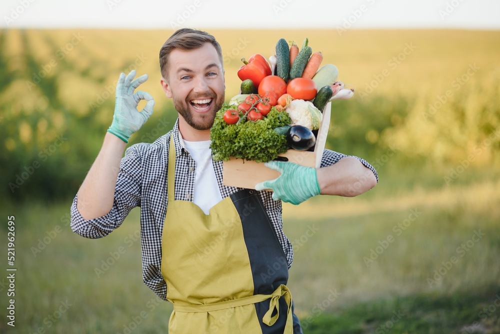 Wall mural a male farmer with a box of fresh vegetables walks along her field. healthy eating and fresh vegetab