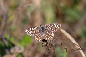 butterfly on a flower