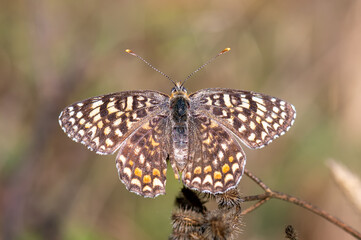 Obraz premium butterfly on a flower
