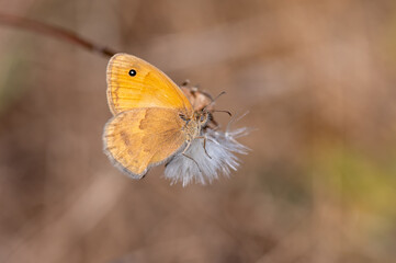butterfly on a leaf