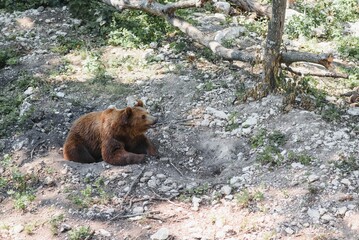 Naklejka na ściany i meble Picture of a big brown bear