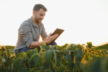 A farmer inspects a green soybean field. The concept of the harvest
