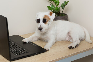 a white small dog lies in sunglasses in front of a laptop, as if booking a hotel, concept