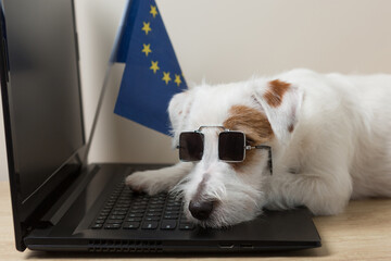 a small white dog lies on a laptop keyboard, wearing sunglasses, as if tired, the concept