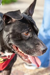 Closeup portrait of a Staffordshire Terrier with an open mouth