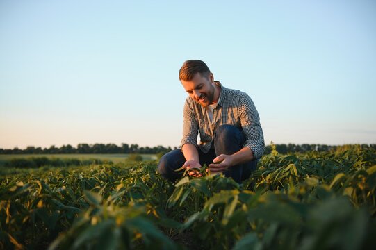 Agronomist inspecting soya bean crops growing in the farm field. Agriculture production concept. young agronomist examines soybean crop on field in summer. Farmer on soybean field.