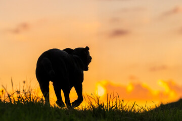 Silhouette ofLabrador Retriever running on grass at sunset
