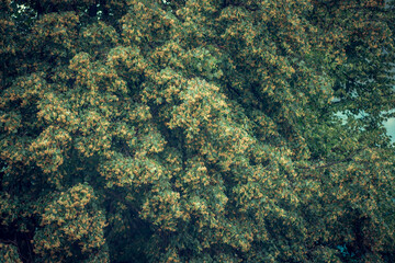 Linden branches with green leaves and yellow flowers.