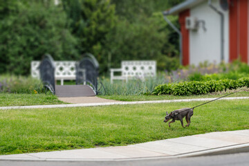 Obraz na płótnie Canvas Dog walking. A dog on a leash runs along the lawn