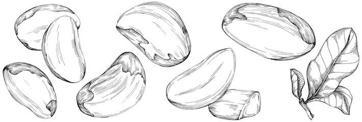 Jojoba tree and beans in graphic style hand draw on white background. Isolated object with engraved style illustration. The best for design logo, menu, label, icon, stamp.