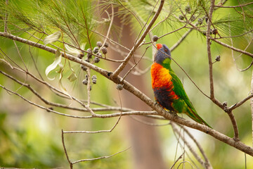 Rainbow Lorikeet feeding