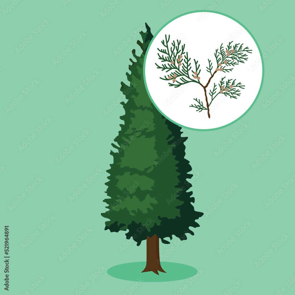 Poster thuja on a green background