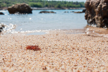 Close up of macro shot beach small colorful stones and blue sea in the background