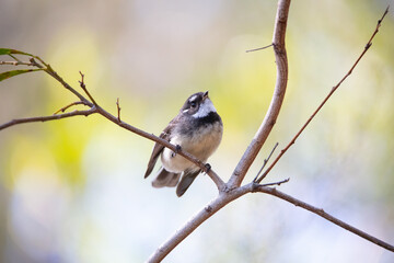 bird on a branch