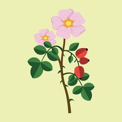 rosehip branch on yellow background