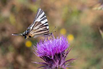 Papilionidae / Erik Kırlangıçkuyruğu / Scarce Swallowtail / Iphiclides podalirius