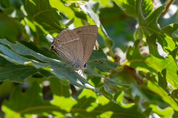 Obraz premium Lycaenidae / Mor Meşe / Purple Hairstreak / Quercusia quercus