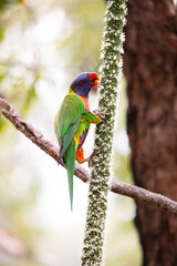 Playful Rainbow Lorikeet