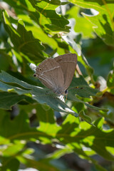 Lycaenidae / Mor Meşe / Purple Hairstreak / Quercusia quercus