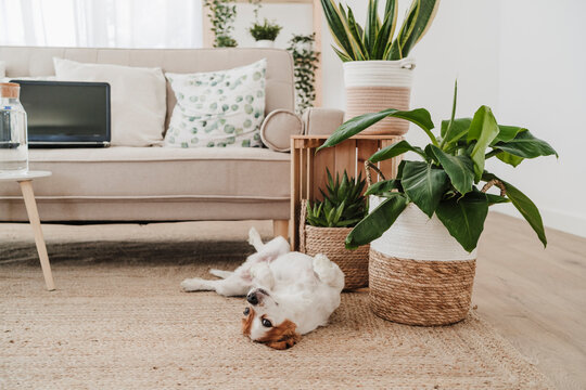 Cute dog lying on carpet at home