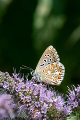 butterfly on flower