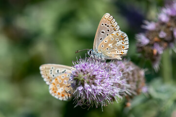 butterfly on thistle